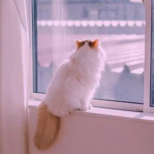 دانلود اهنگ خانم دخترت ورزشکاره رل بزنیم ارزش داره